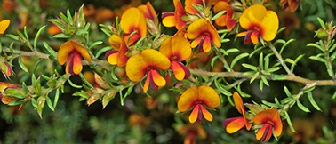 Field photograph of a flowering branch of Pultenaea purdieae R.L.Barrett & Clugston.