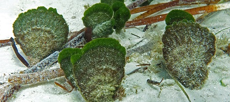 A species of green algae, Rhipilia psammophila, growing in south-western Australia.