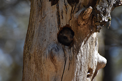 Photograph of a northern flying squirrel in a tree cavity.
