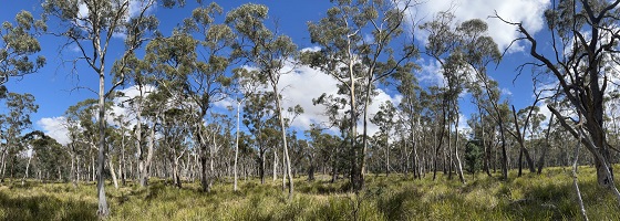 Photograph of a grassy woodland area in Tasmania with blue sky and clouds in background.