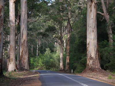 The narrowness of the road and the natural heterogeneity of eucalypt forests acted as a pre-adaptation for this road.
