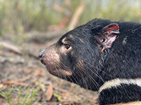 Tasmanian devils are at risk from devil facial tumour disease and development of a DFTD oral vaccine bait is underway.