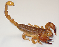 The male of a new species of urodacid scorpion