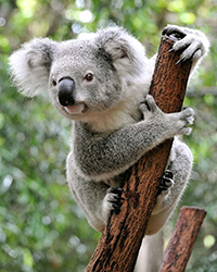 The koala (Phascolarctos cinereus).