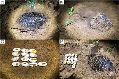 The short-beaked echidna (Tachyglossus aculeatus) is an unlikely predator to freshwater turtle eggs.