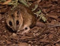 The stripe-faced dunnart (Sminthopsis macroura) captured at Eucla