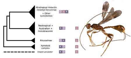Main clades of the subfamily Doryctinae (left) and doryctine genus representative, Spathius elegans (right).