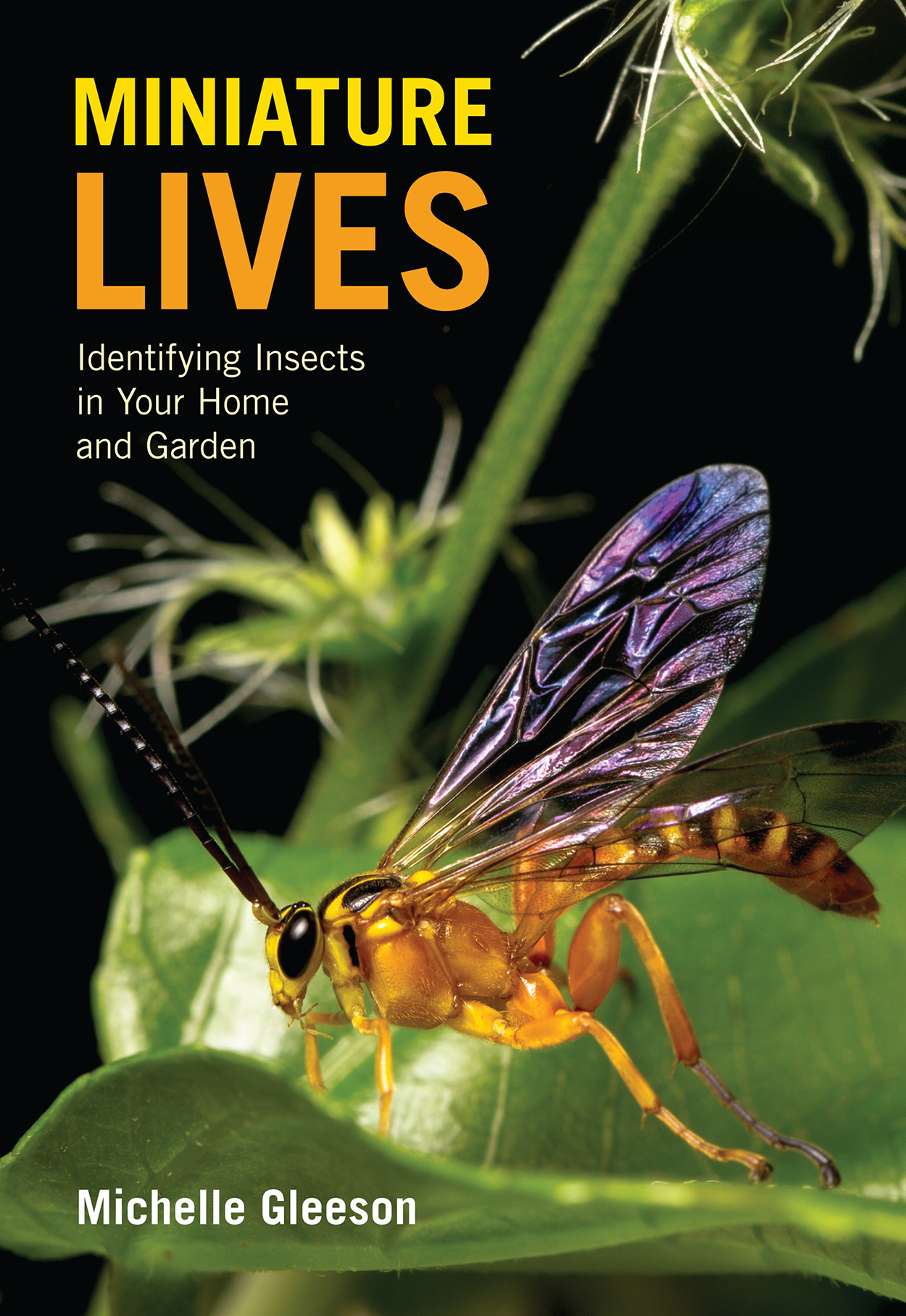 Yellow-banded Ichneumon wasp with iridescent purple wings standing on a green leaf.