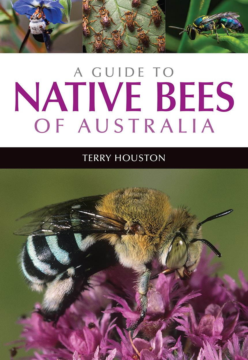 Image result for book cover a guide to native bees of australia