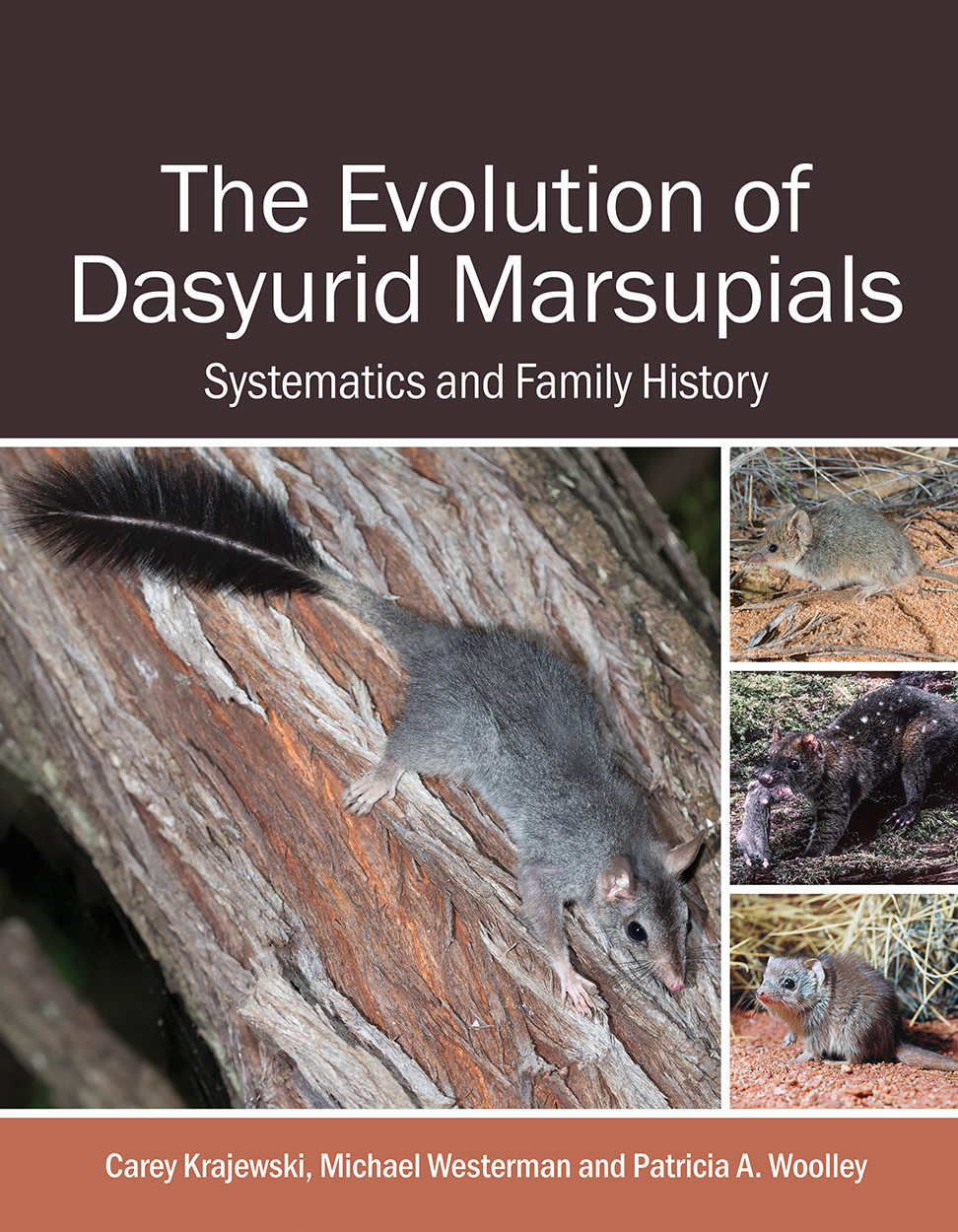 Cover of 'The Evolution of Dasyurid Marsupials', featuring a Brush-tailed Phascogale, Southern Ningaui, New Guinean Quoll and Little Red Kaluta.