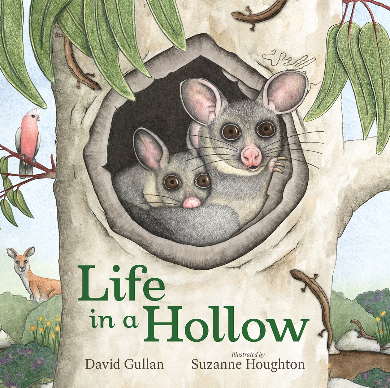 Cover of 'Life in a Hollow', featuring an illustration of two possums peering out of a eucalyptus tree hollow.