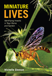 Yellow-banded Ichneumon wasp with iridescent purple wings standing on a green leaf.