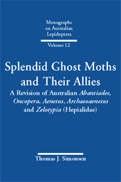 Splendid Ghost Moths and Their Allies