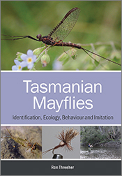 Tasmanian Mayflies