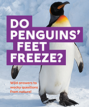 Do Penguins' Feet Freeze?