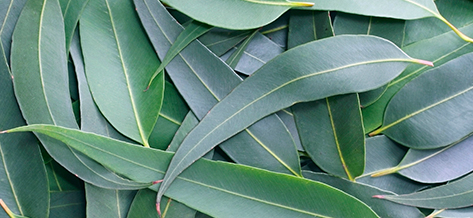 leaves