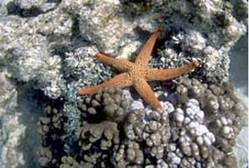 Great Barrier Reef