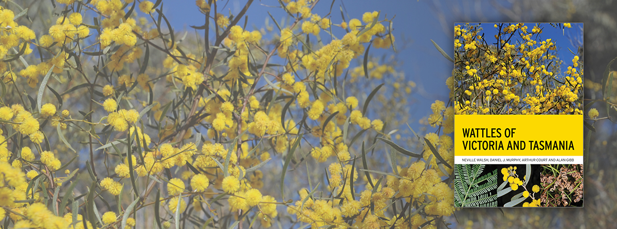 A guide to the 121 species and subspecies of wattles found in Victoria and Tasmania