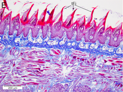 Graphical Abstract Image