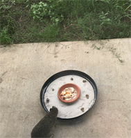 Photograph of a wild‐caught northern brown bandicoot at a feeding tray on a dish of sand with predator faeces