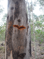 ‘Grey gum sap tree with a fresh yellow-bellied glider feeding incision’