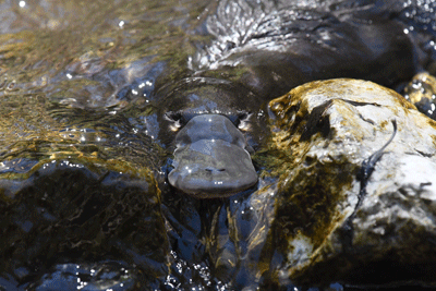 A young platypus swimming in the Blue Lake at Jenolan stops to look at the photographer.