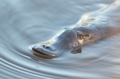 Close-up photograph of a platypus resting on the surface of a farm dam.