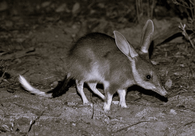 Photograph of greater bilby (Macrotis lagotis)