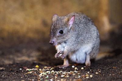 Photo of a brush-tailed bettong (Bettongia penicillata)