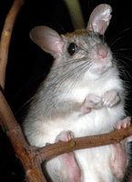 Golden-backed tree-rat (Mesembriomys macrurus).
