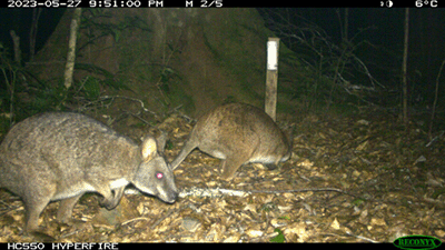 Camera image of two parma wallabies near a 50-cm length wooden stake.