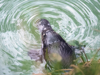 A photograph showing a platypus with concentric rings emanating from around the bill indicating chewing food items.