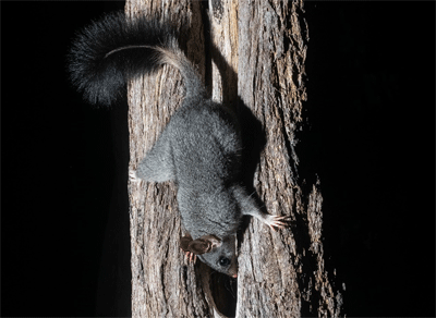 A photograph of a threatened tree hollow dependent species brush-tailed phascogale.
