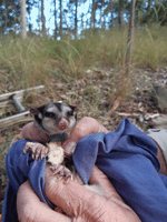A photograph of a tracked squirrel glider in urban bushland.