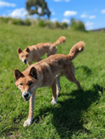 A photograph of two ginger dingoes walking in a green field.