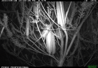 A photograph of an eastern pygmy possum on banksia, taken using a wildlife camera.