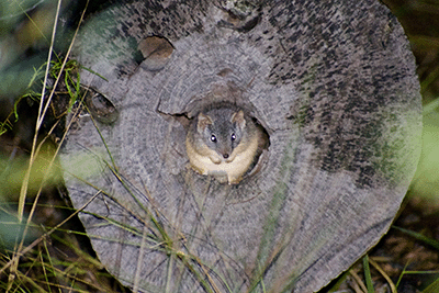 Photograph of a yellow-footed antechinus (Antechinus flavipes) sitting in a log.