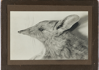 Mounted photograph of a Nullarbor barred bandicoot (Perameles papillon) produced by Frederic Wood Jones.