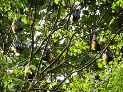 A photograph showing endangered spectacled flying-foxes in their native environment.