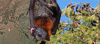 Composite image showing a grey-headed flying-fox in the foreground, with more grey-headed flying-foxes in a tree in the background.