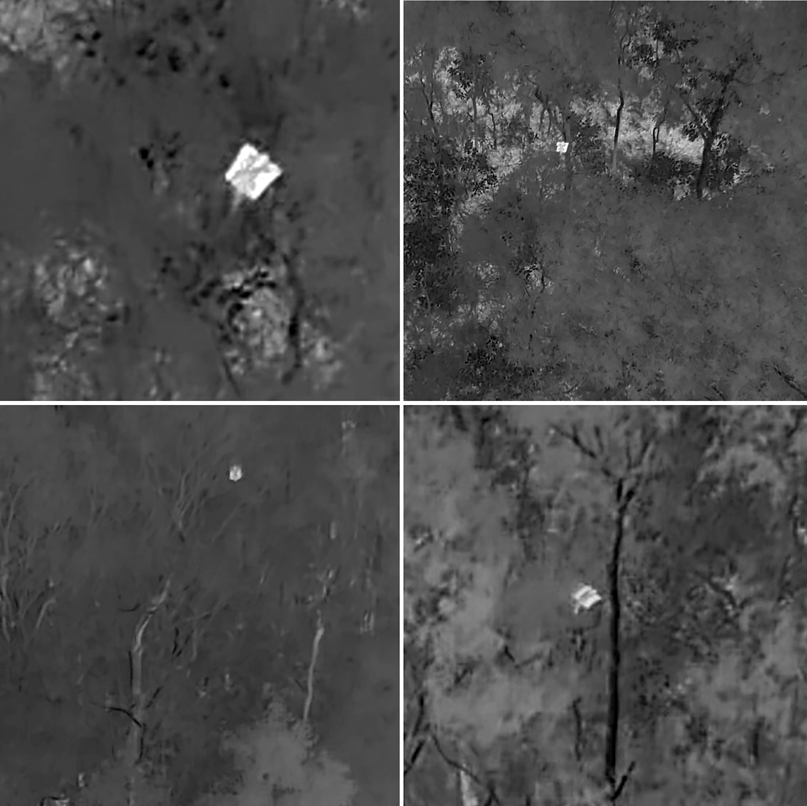 Thermal video stills showing six mahogany gliders (Petaurus gracilis) detected during nocturnal drone surveys.