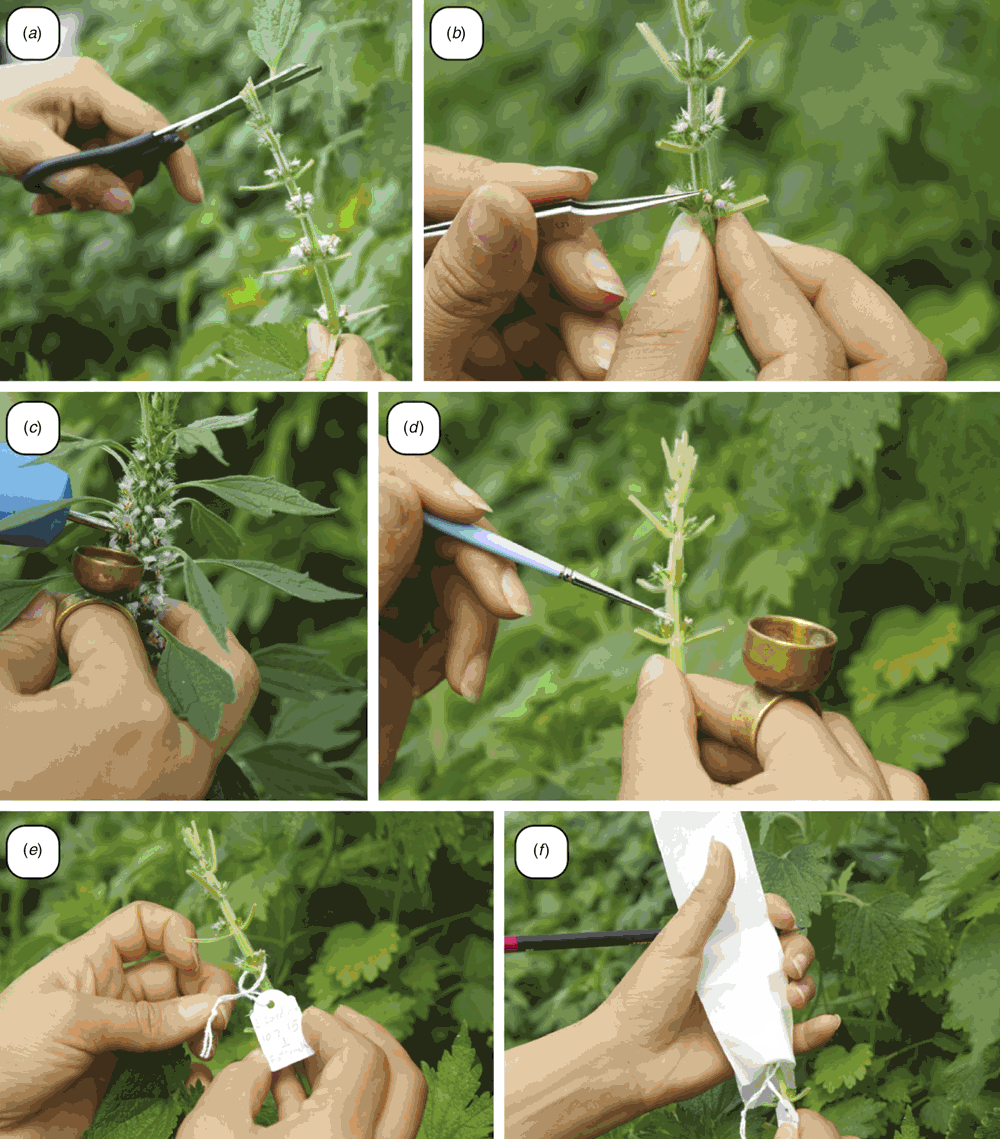 Controlled Pollination: Emasculation, Bagging and Tagging