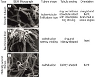 Graphical Abstract Image