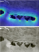 Graphical Abstract Image