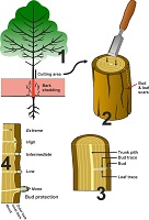 Graphical Abstract Image