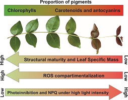 Graphical Abstract Image