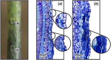 Graphical Abstract Image
