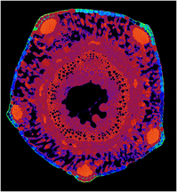 Graphical Abstract Image