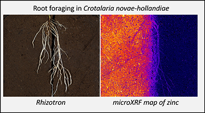 Graphical Abstract Image