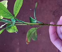 Photograph of a seedling of a tropical riparian tree, Inga vera subsp. affinis.